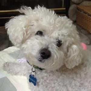 Meet your Posher, Carol